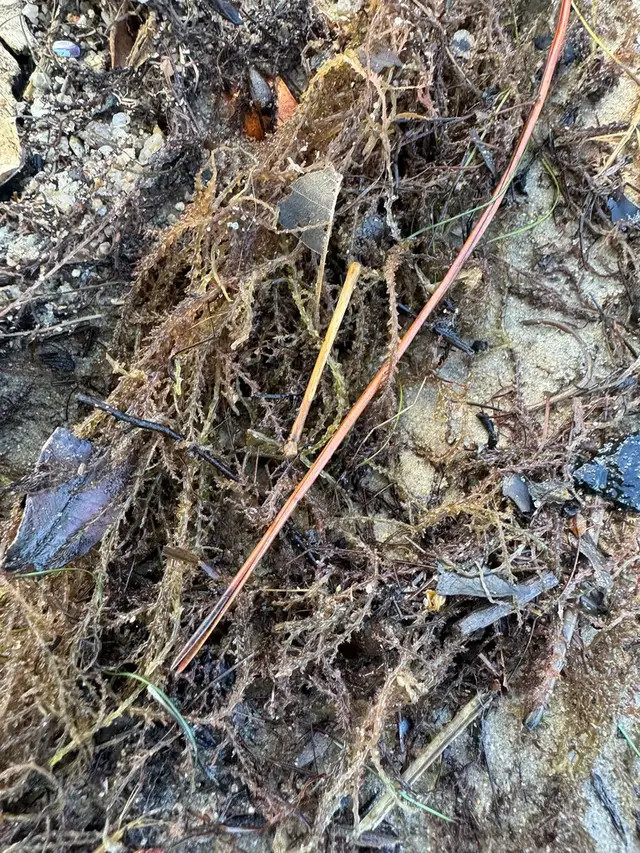 Acanthophora spicifera