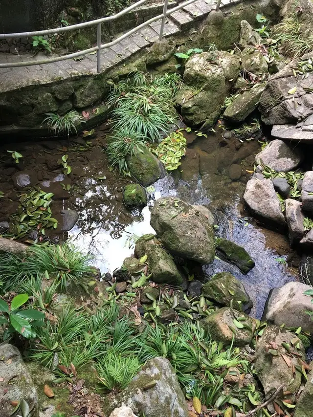 Аир злаковый