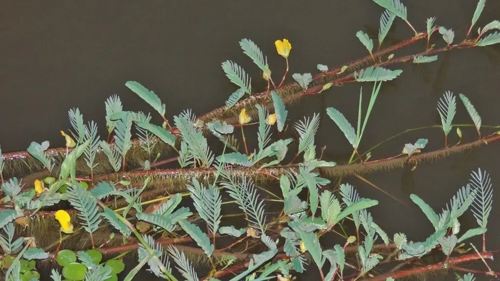 Aeschynomene fluitans
