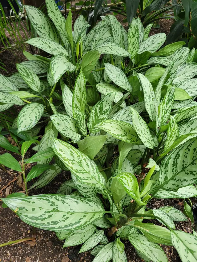 Aglaonema commutatum 'Silver Queen'