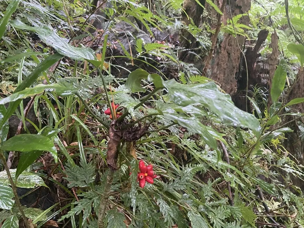 Aglaonema simplex
