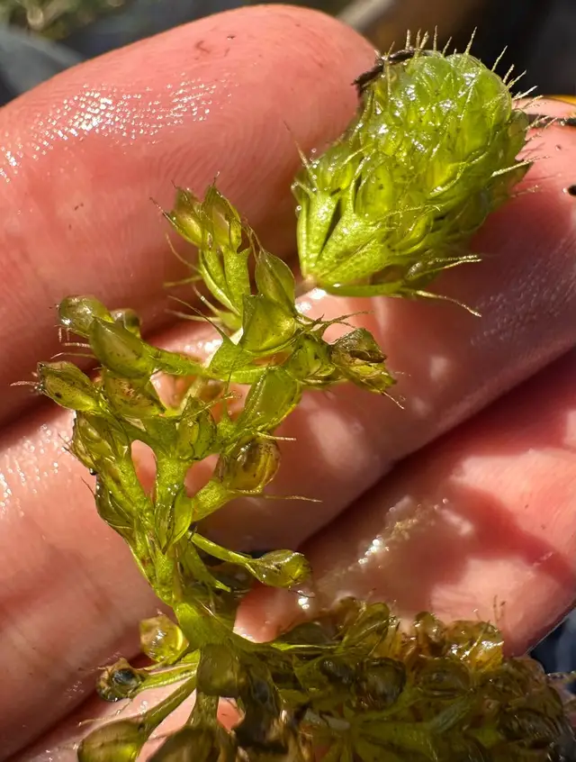 Aldrovanda vesiculosa