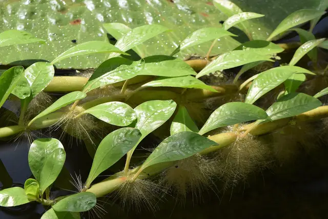 Alternanthera aquatica