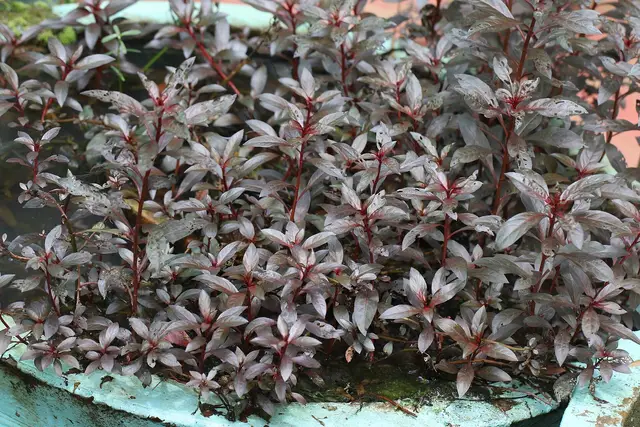Базовый вид Alternanthera reineckii