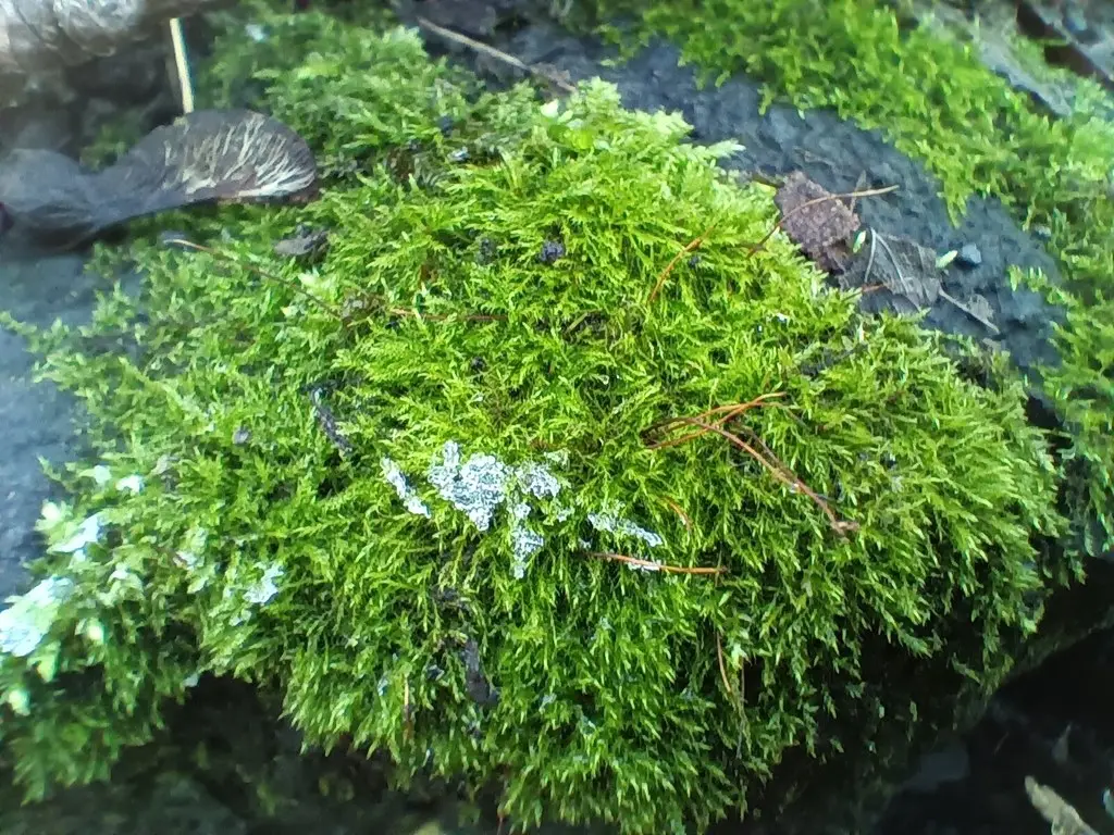 Amblystegium serpens