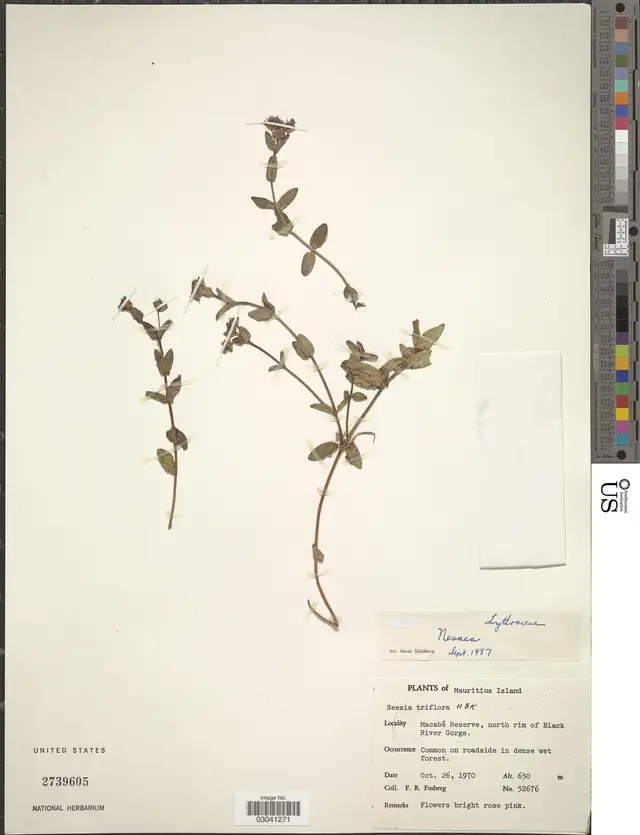 Ammannia capitellata