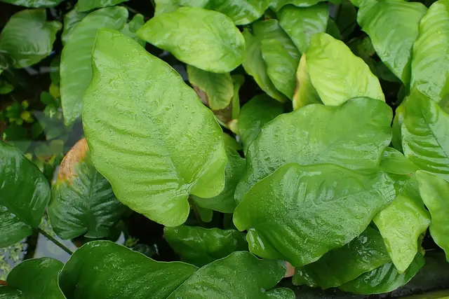 Базовый вид Anubias barteri
