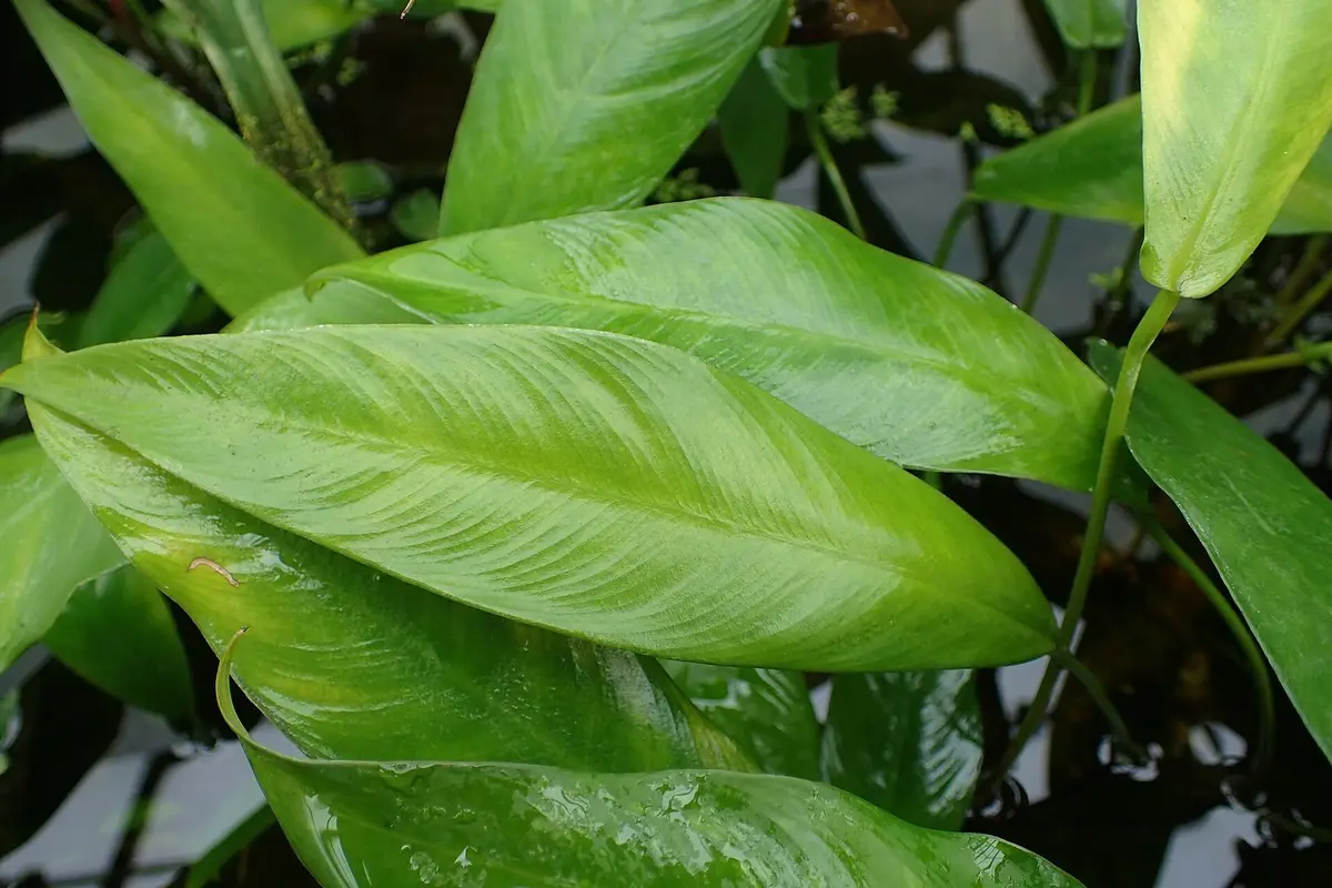 Anubias gracilis