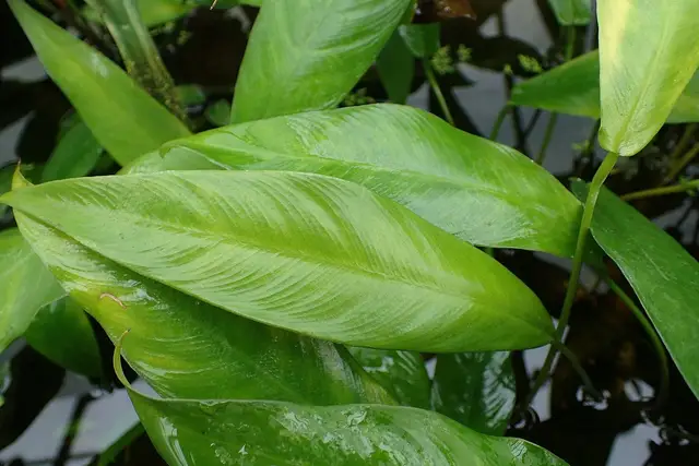 Anubias gracilis