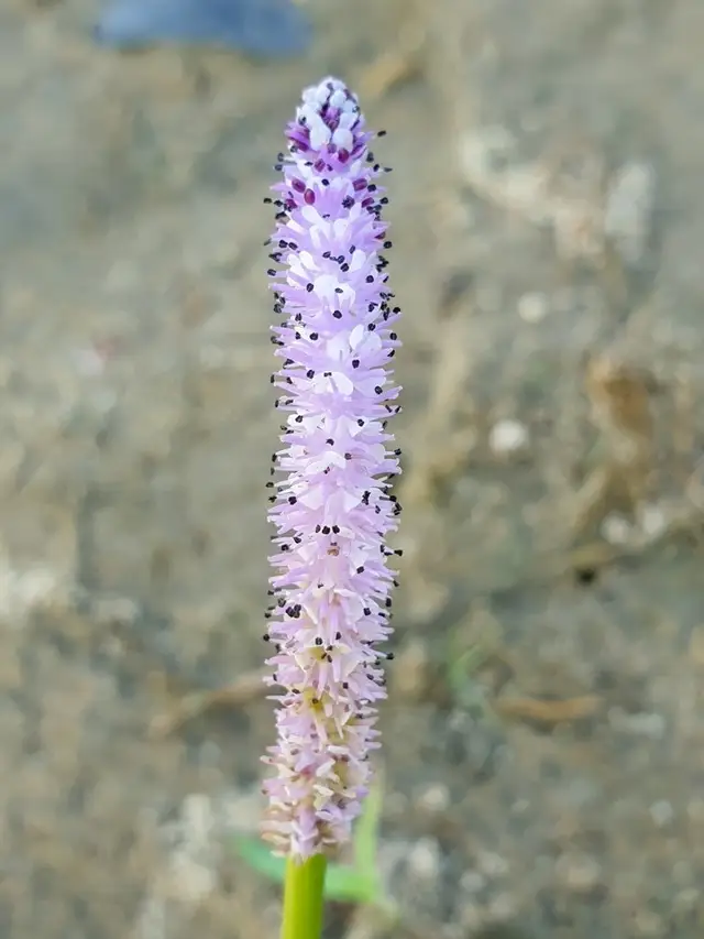 Представитель рода Aponogeton