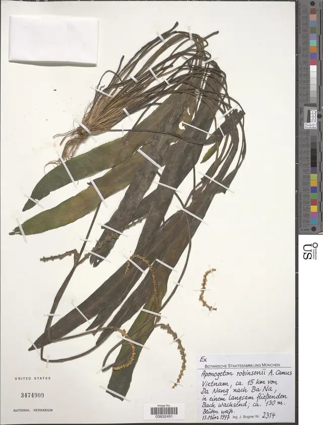 Aponogeton robinsonii