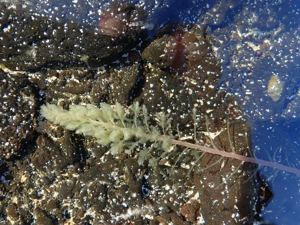 Asparagopsis taxiformis