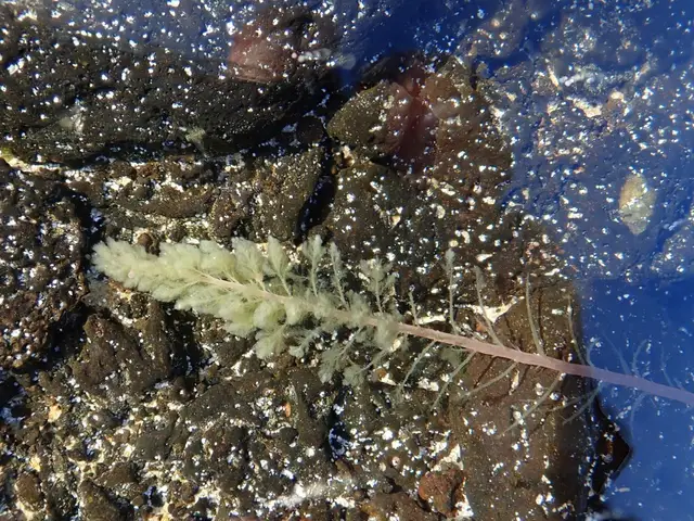 Asparagopsis taxiformis