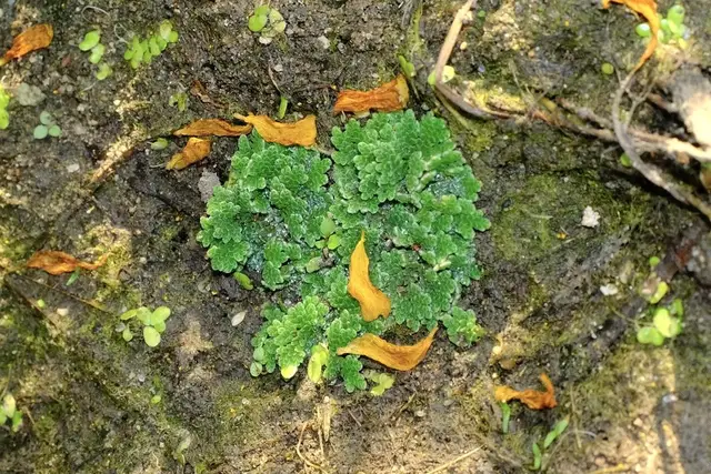 Azolla cristata