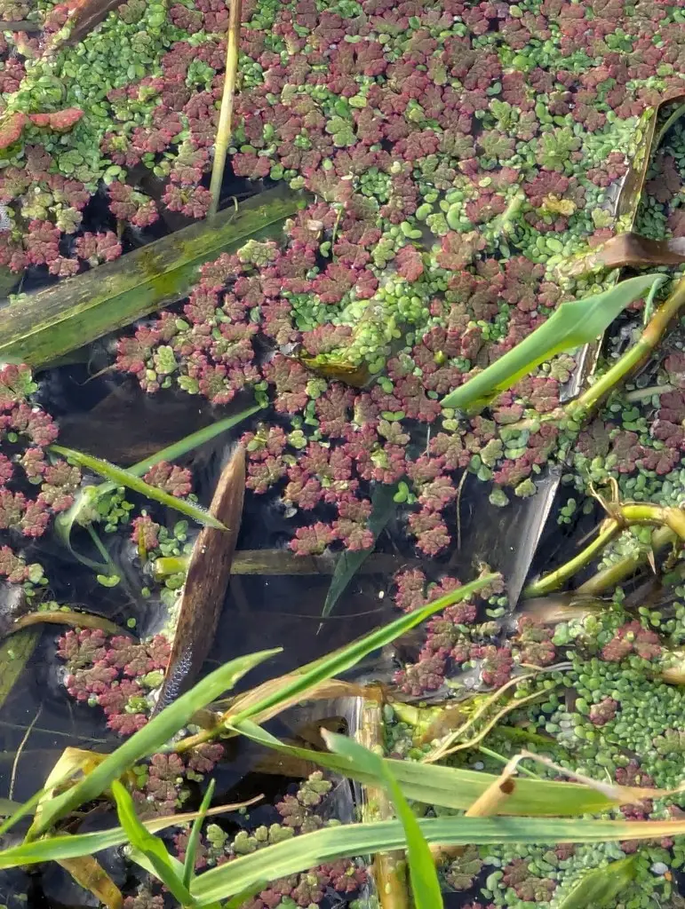 Azolla filiculoides