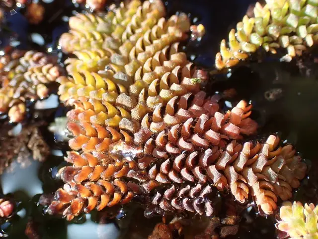 Azolla pinnata