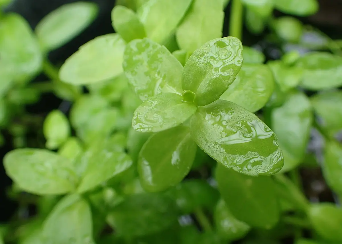 Bacopa madagascariensis