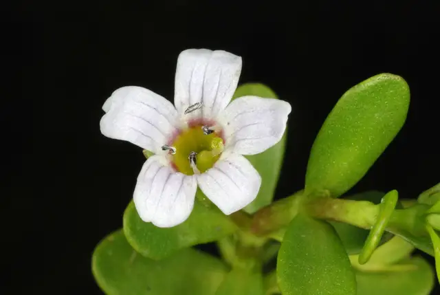 Базовый вид Bacopa monnieri (L.) Pennell