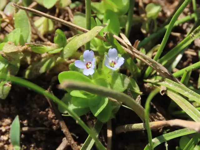 Базовый вид Bacopa salzmannii