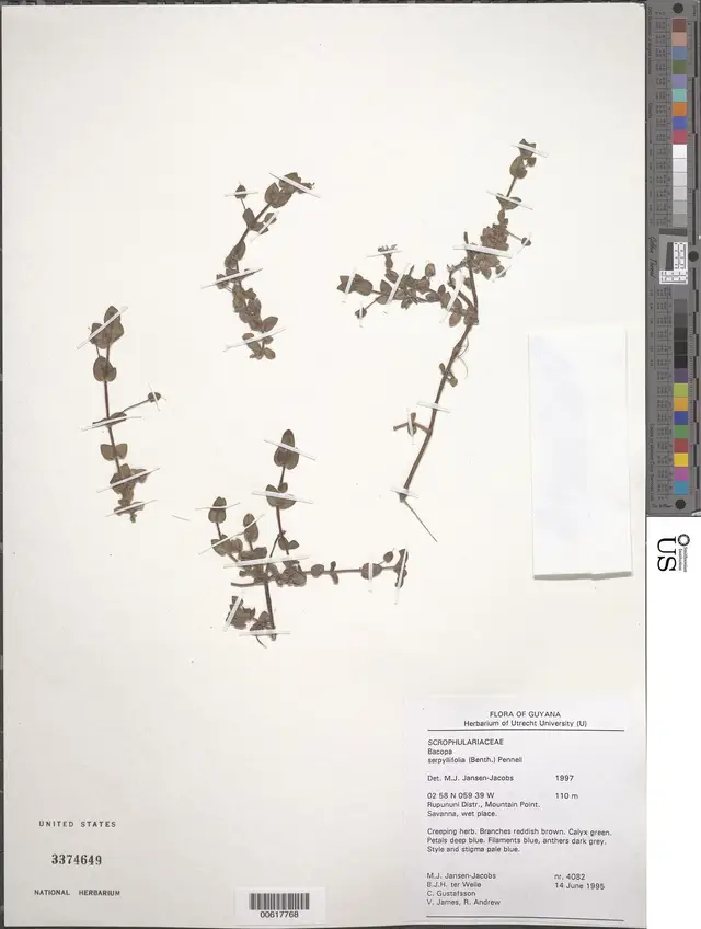 Bacopa serpyllifolia