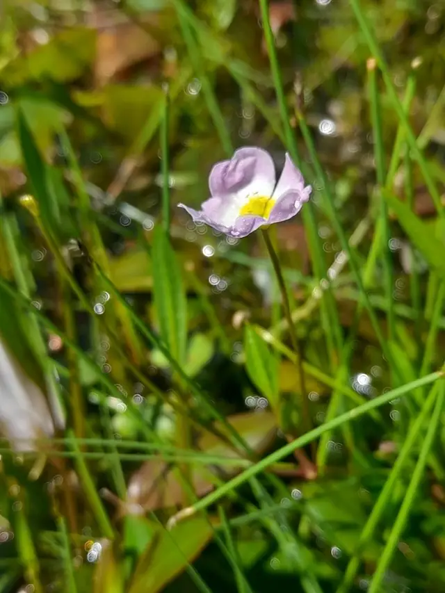 Baldellia ranunculoides