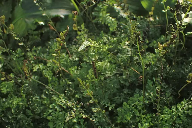 Bolbitis heteroclita 'difformis'