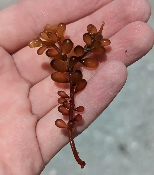 Botryocladia occidentalis