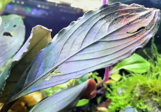 Представитель рода Bucephalandra