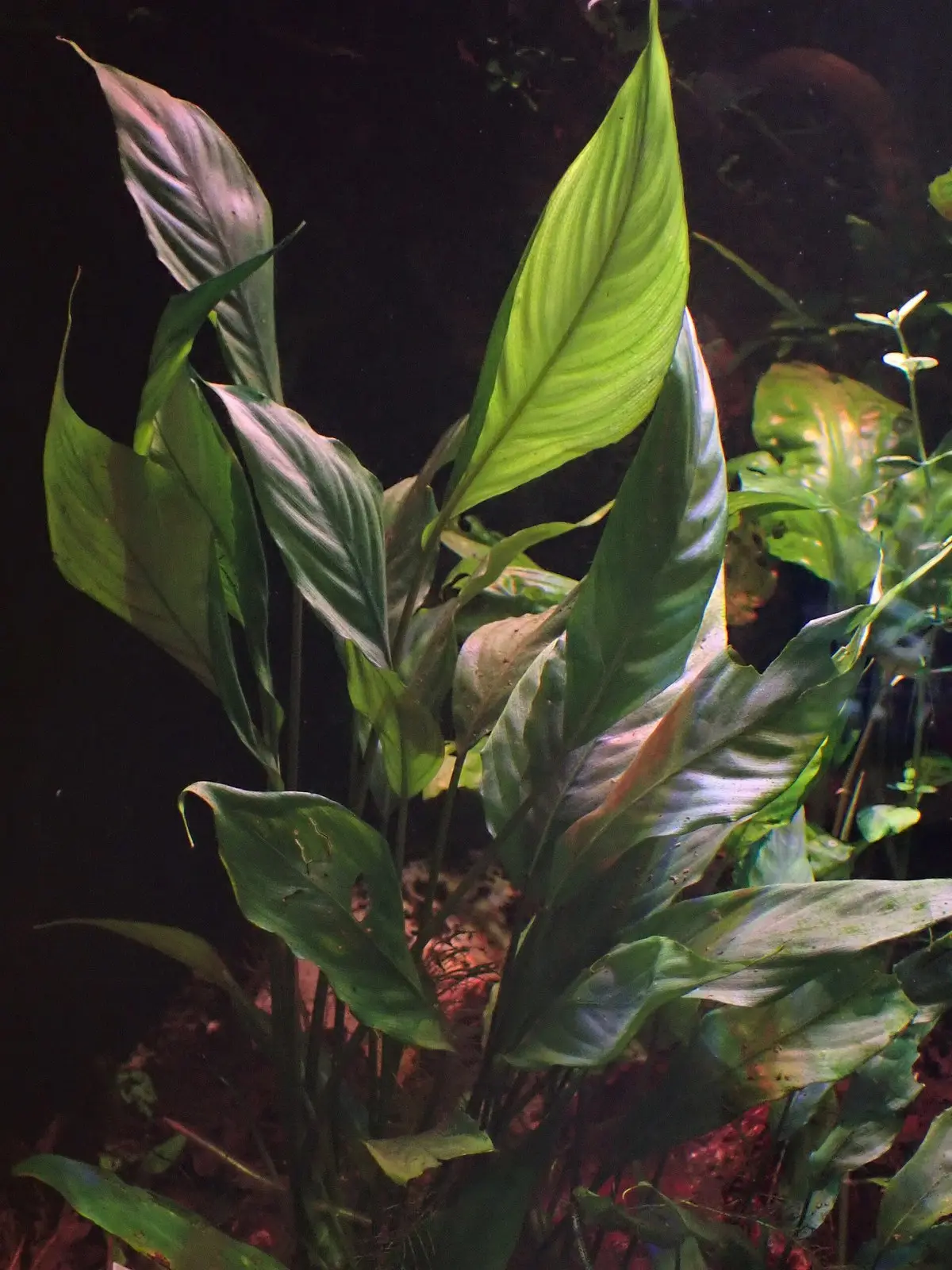 Представитель рода Bucephalandra