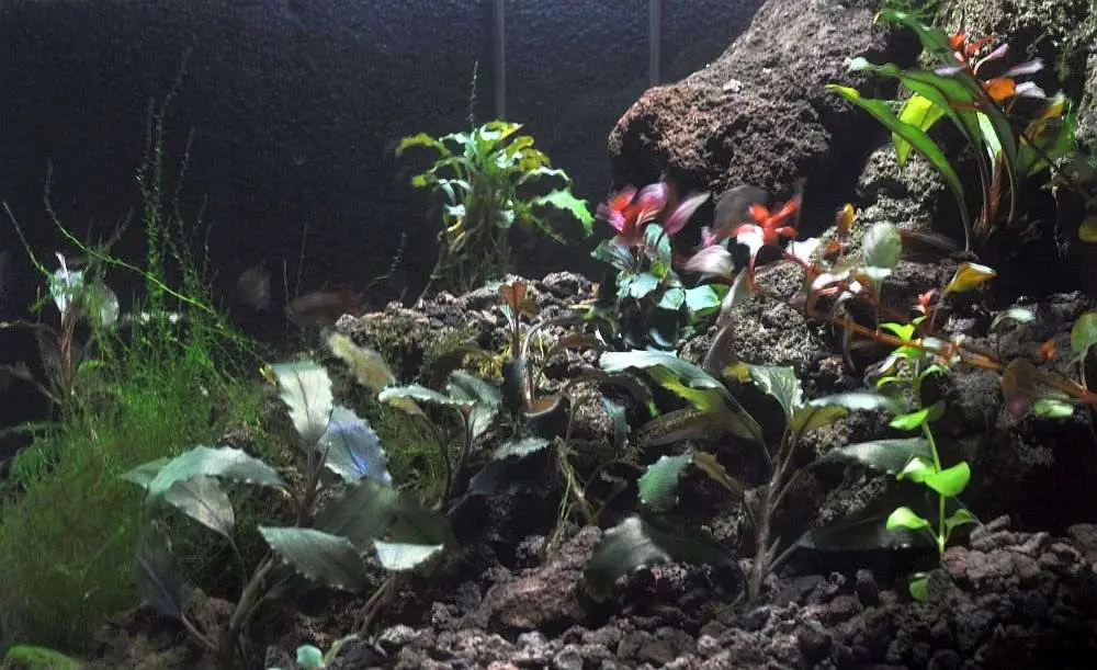 Базовый вид Bucephalandra pygmaea