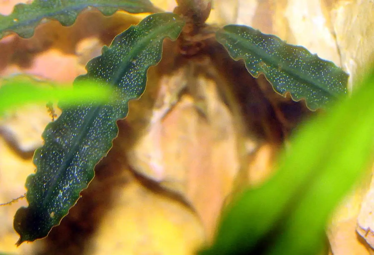 Представитель рода Bucephalandra