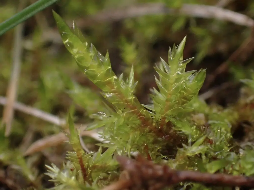 Calliergonella cuspidata