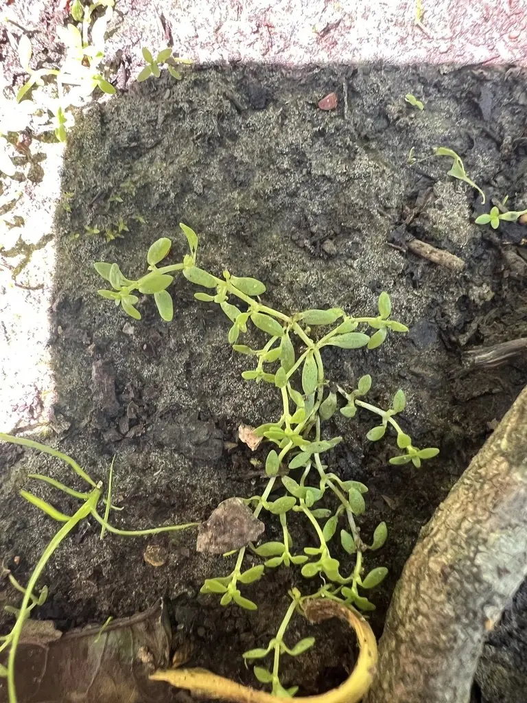 Callitriche terrestris