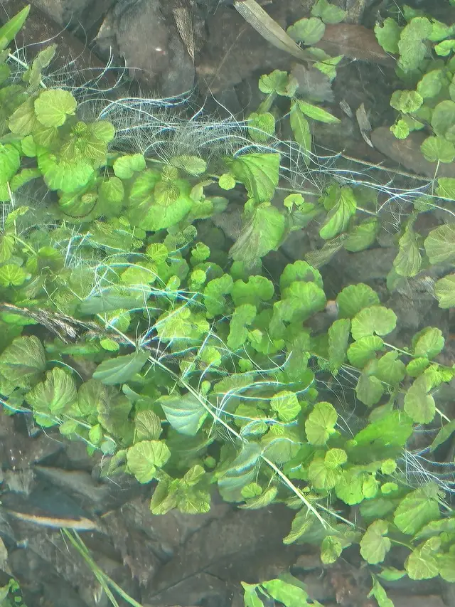 Cardamine lyrata