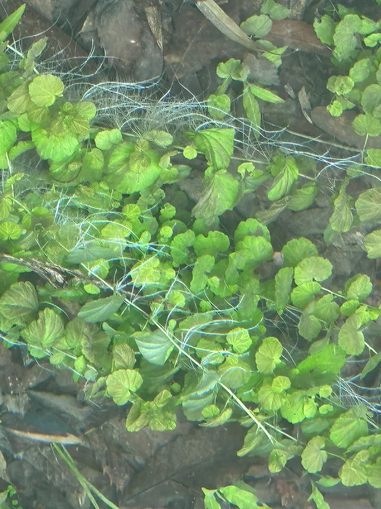 Cardamine lyrata