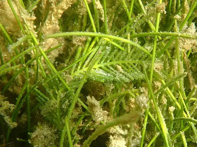 Caulerpa ashmeadii