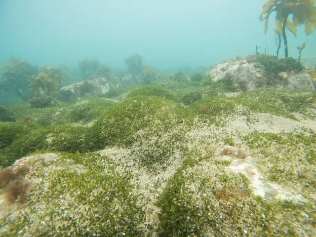 Базовый вид Caulerpa brachypus