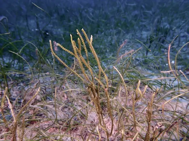 Caulerpa cupressoides