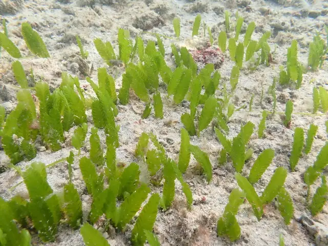 Caulerpa mexicana
