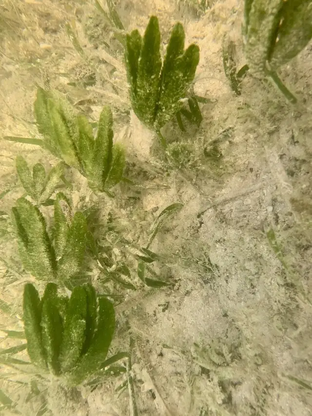 Caulerpa paspaloides