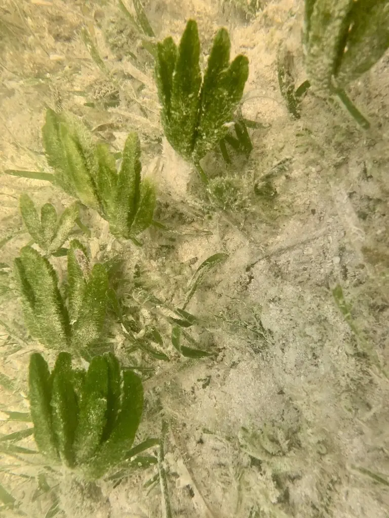 Caulerpa paspaloides