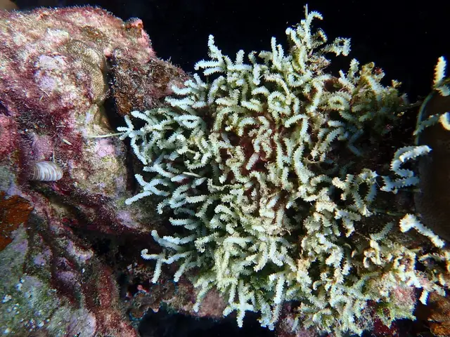 Caulerpa serrulata