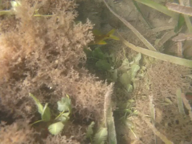 Caulerpa taxifolia