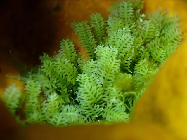 Caulerpa webbiana