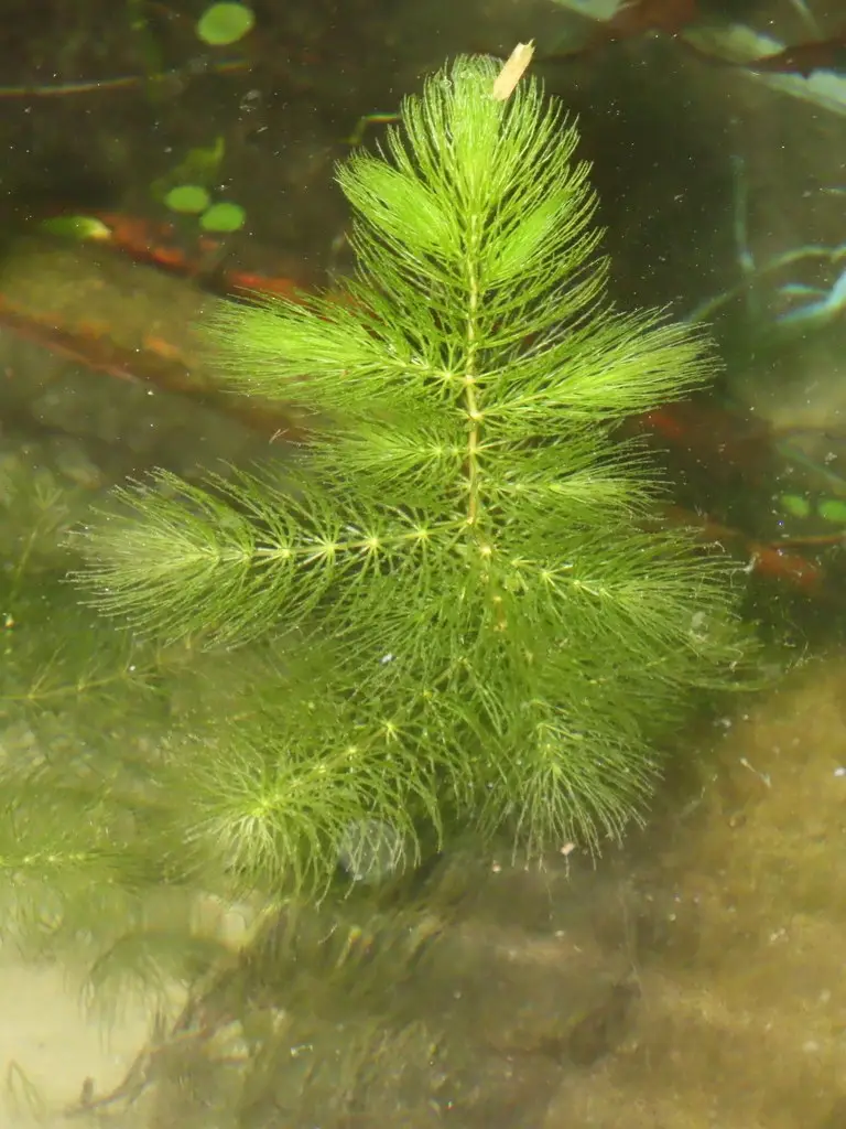 Базовый вид Ceratophyllum demersum