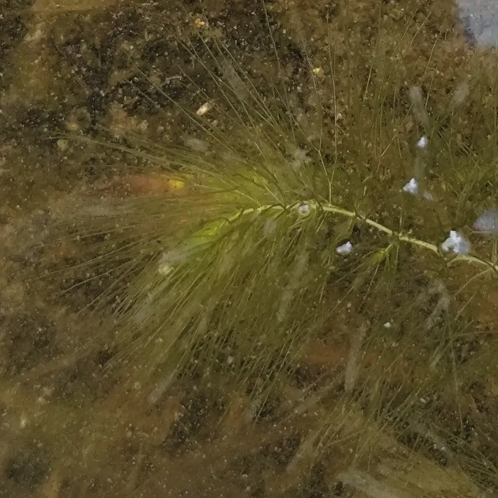 Роголистник Мексика