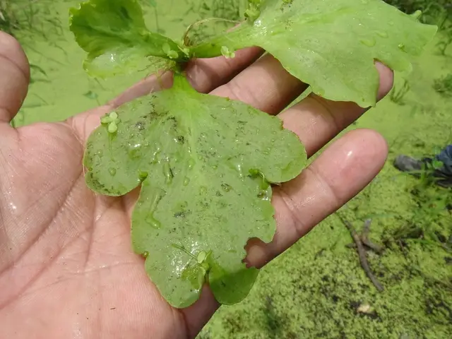 Ceratopteris pteridoides