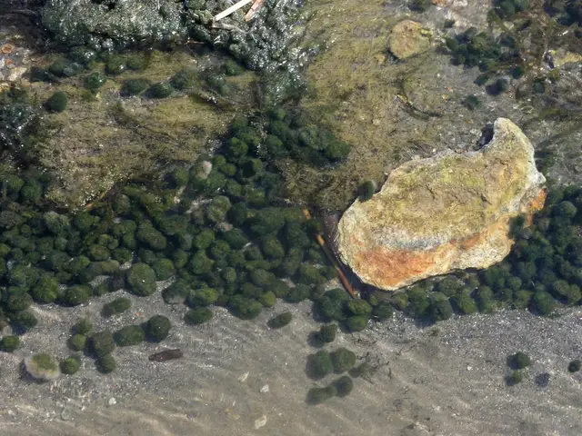 Cladophora aegagropila