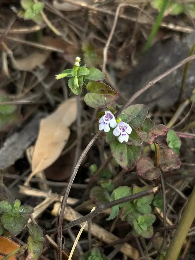 Clinopodium brownei
