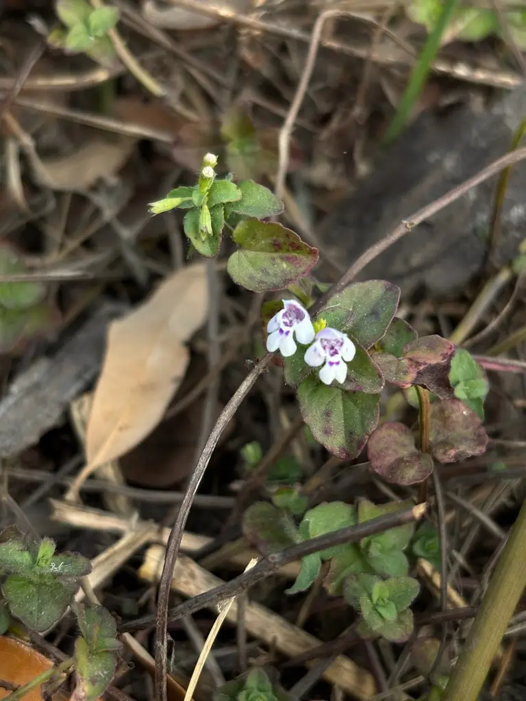 Clinopodium brownei